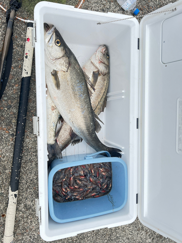 シーバスの釣果