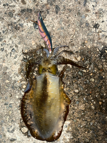 アオリイカの釣果