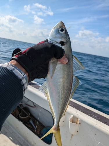 マアジの釣果