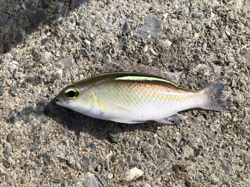 ハクセンタマガシラの釣果