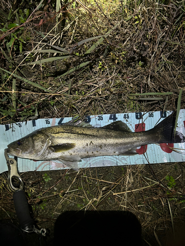 スズキの釣果