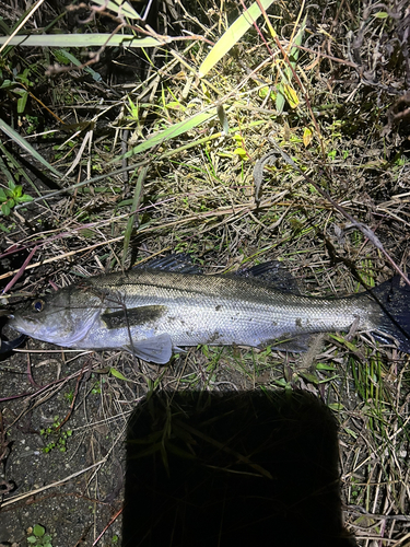 スズキの釣果