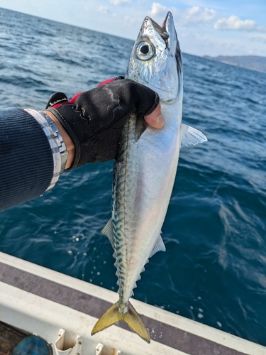 サバの釣果