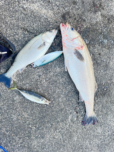 シーバスの釣果