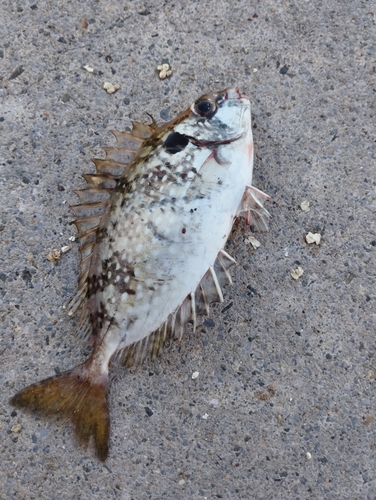 アイゴの釣果