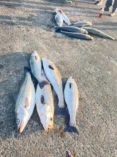 シーバスの釣果