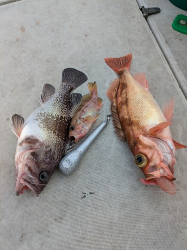 ウスメバルの釣果