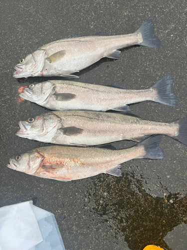 シーバスの釣果