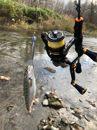 ニジマスの釣果