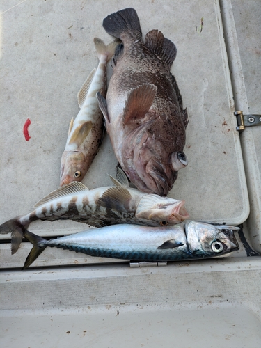 ホッケの釣果