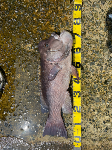 コブダイの釣果