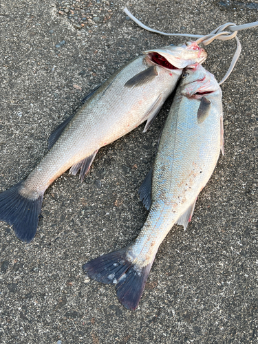 シーバスの釣果