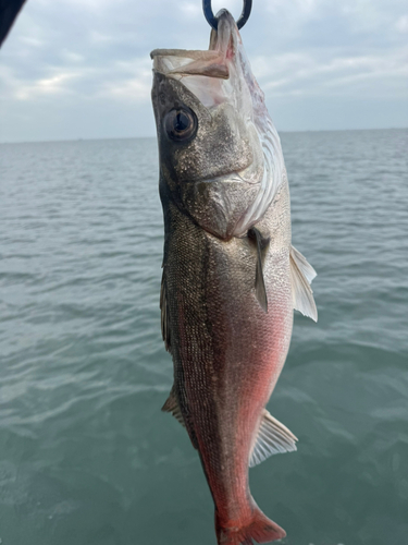 スズキの釣果