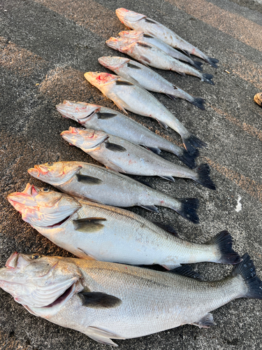 シーバスの釣果