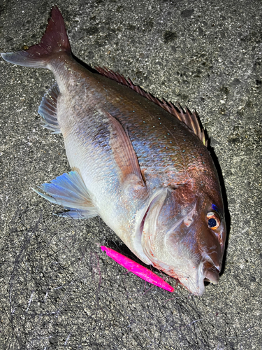 マダイの釣果