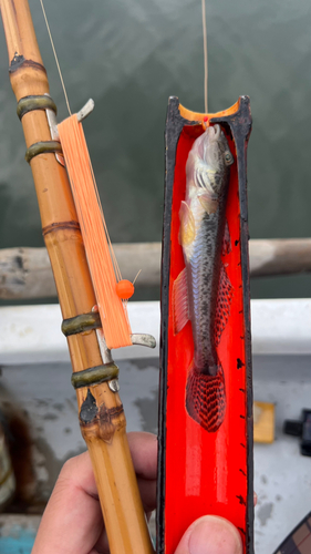 マハゼの釣果