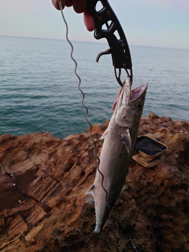 サゴシの釣果