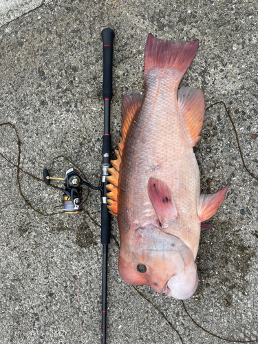 コブダイの釣果