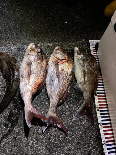 マダイの釣果