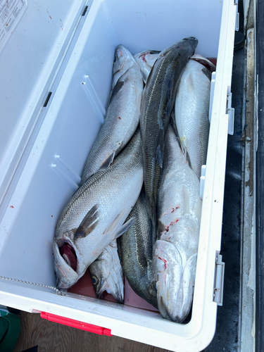 シーバスの釣果