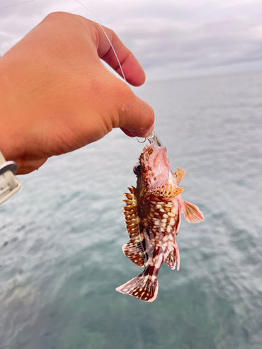 ガシラの釣果