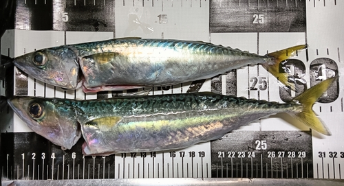 サバの釣果