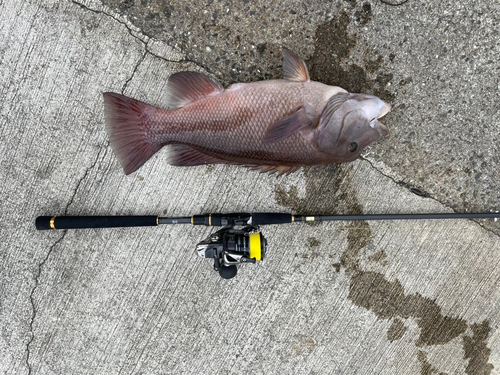 コブダイの釣果