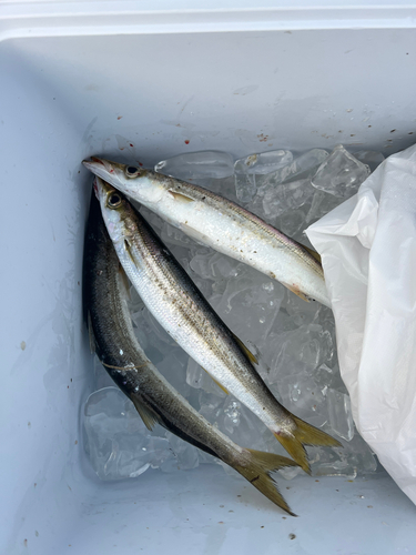 アカカマスの釣果