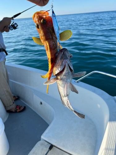 キジハタの釣果