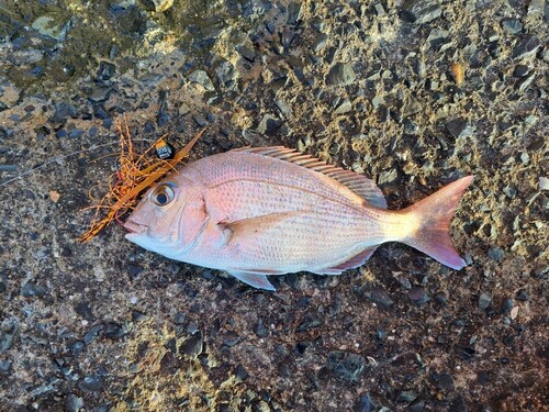 マダイの釣果