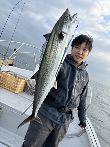 サワラの釣果