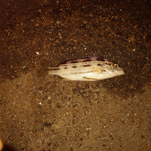 碧南海釣り公園