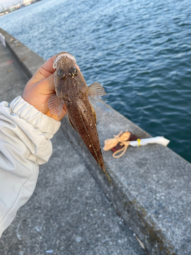 マゴチの釣果