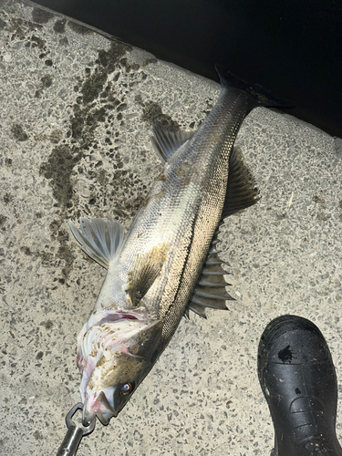 スズキの釣果