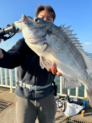 クロダイの釣果