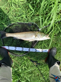 スズキの釣果