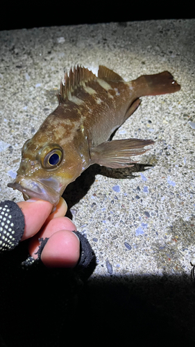 エゾメバルの釣果