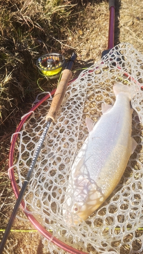 トラウトの釣果