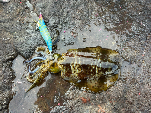 釣果