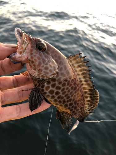 オオモンハタの釣果