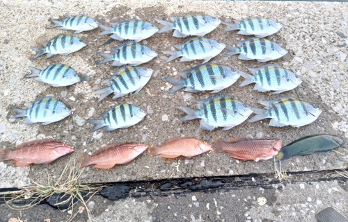 オヤビッチャの釣果