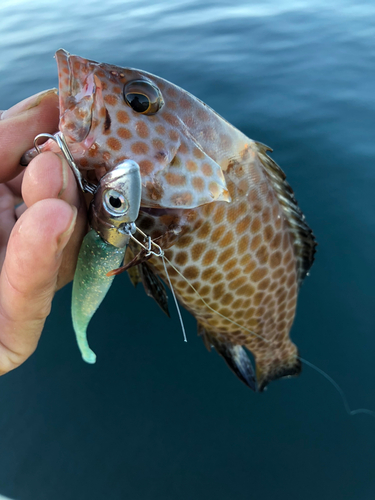 オオモンハタの釣果