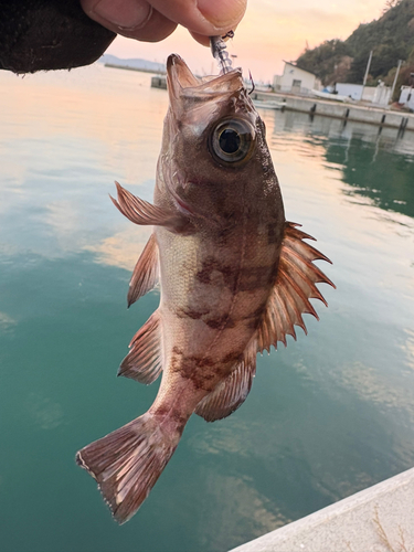 メバルの釣果