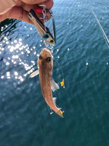 エソの釣果