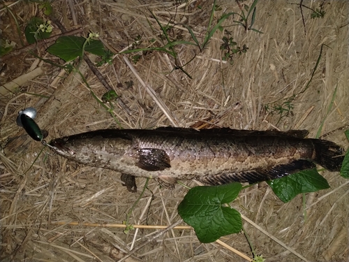 ライギョの釣果