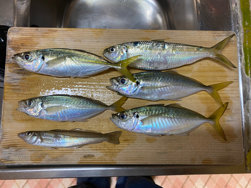 マアジの釣果