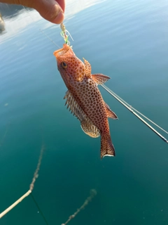 オオモンハタの釣果