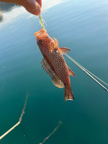 オオモンハタの釣果