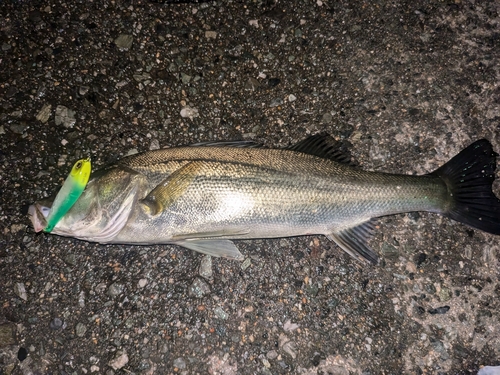 シーバスの釣果