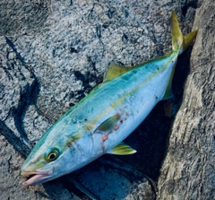 ハマチの釣果